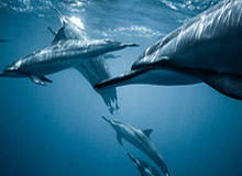 世界杯官网入口-节奏不断，AG云缨盾山合体直冲后排